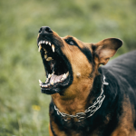 Liability Rule for Dog Bites in New Jersey