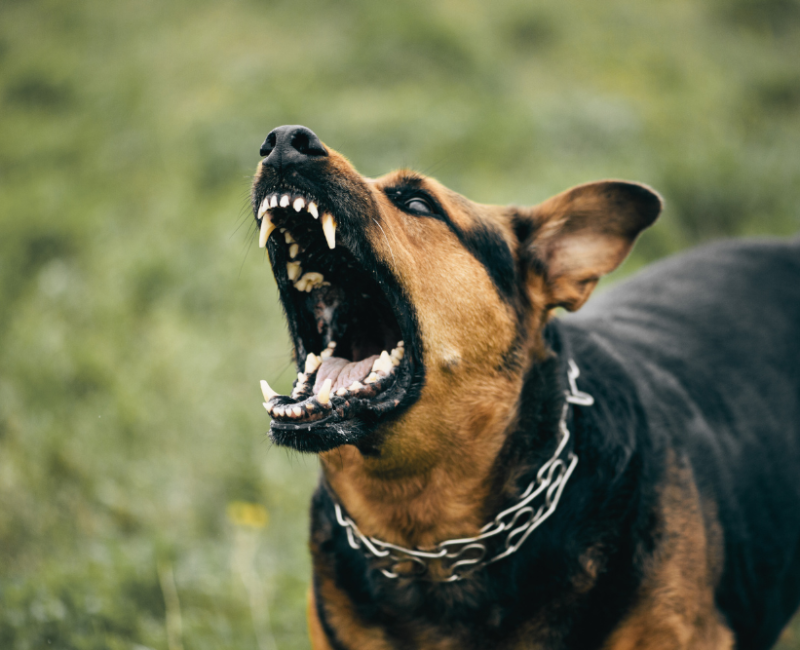 Liability Rule for Dog Bites in New Jersey