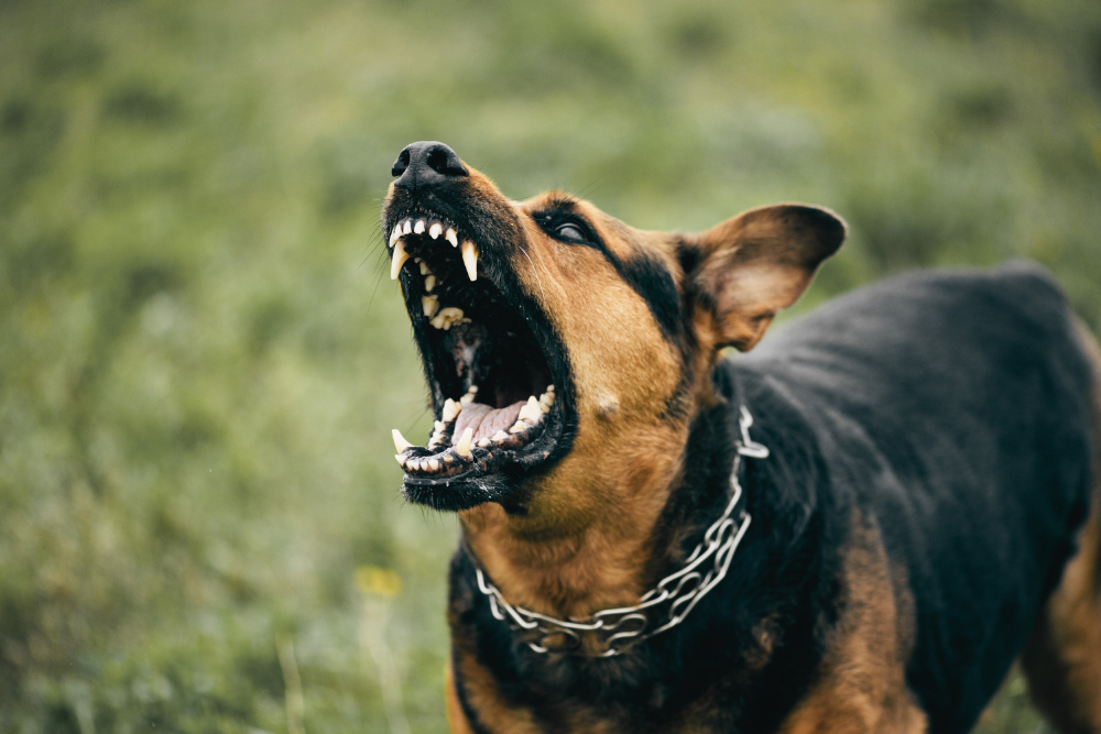 Liability Rule for Dog Bites in New Jersey