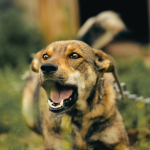 NJ Dog Bite Compensation