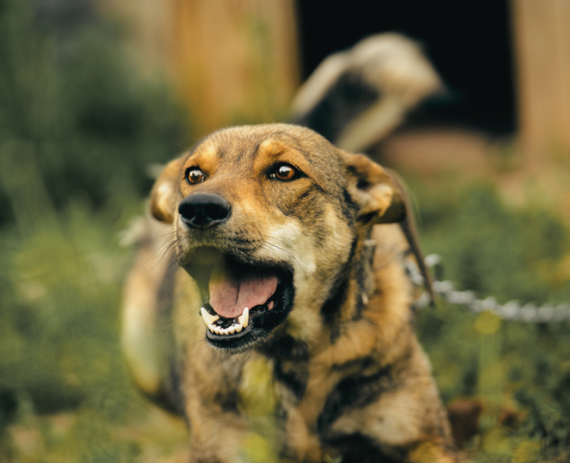 NJ Dog Bite Compensation