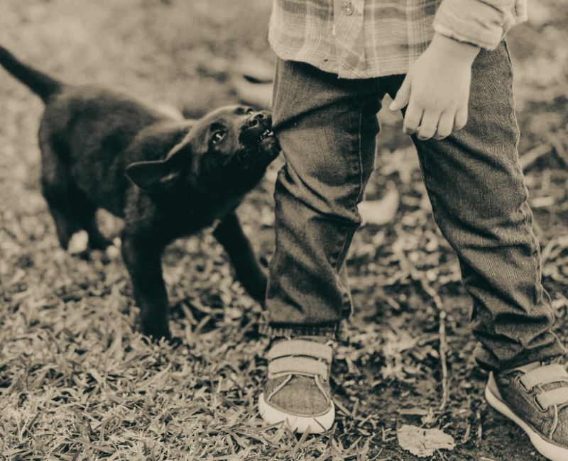 Children and Dog Bites: Essential Legal Guide for Parents
